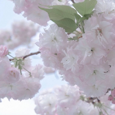 兽设毛发绘画实用教程兽圈社群